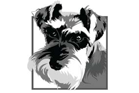 Graphic Miniature Schnauzer Dog Art