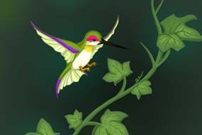 Hummingbird Commission Art