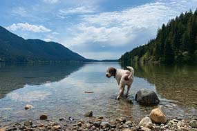 Lagotto Dog Animal Photography