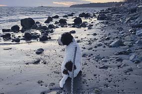 Lagotto Dog Animal Photography