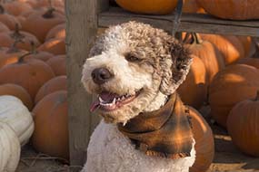 Lagotto Dog Animal Photography
