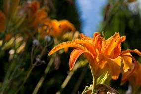 Orange Lily Flowers Photography